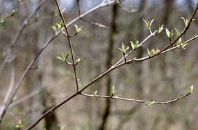 Budding Seed